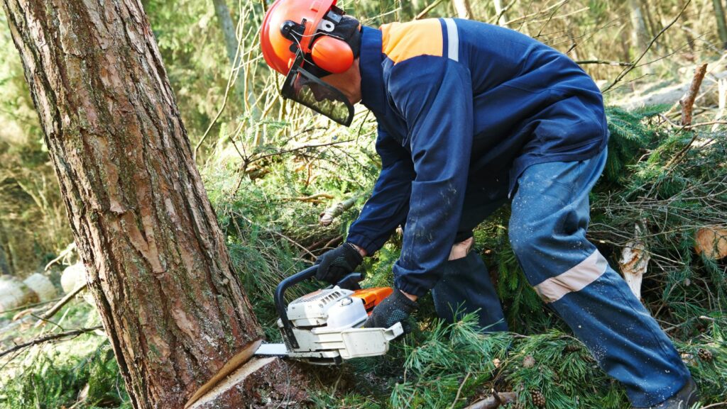 Felling Giants: Mastering The Craft of Tree Dismantling