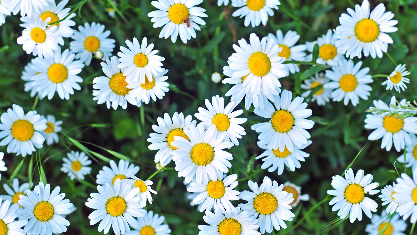 5120x1440p 329 daisies images