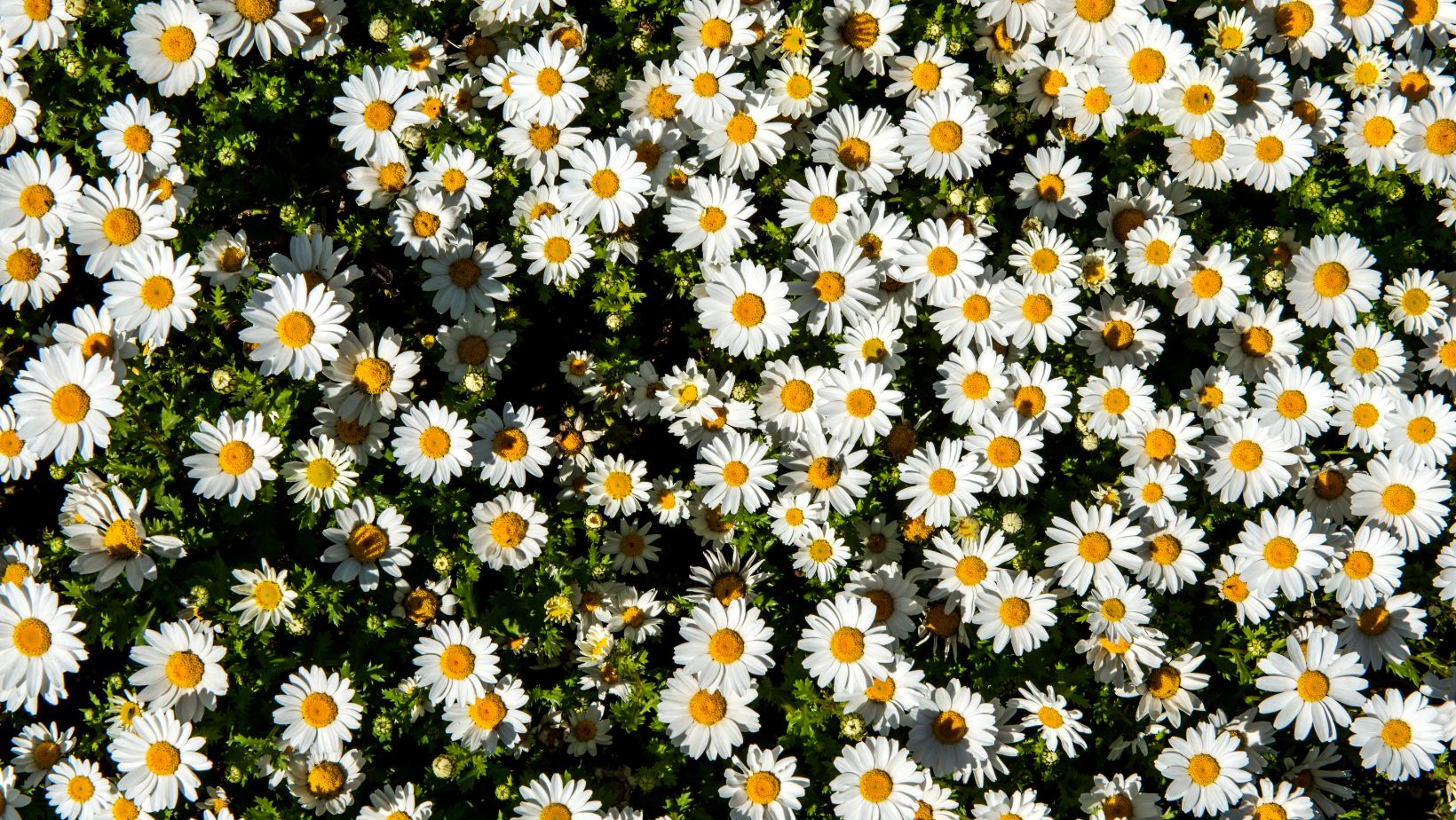 5120x1440p 329 daisies images