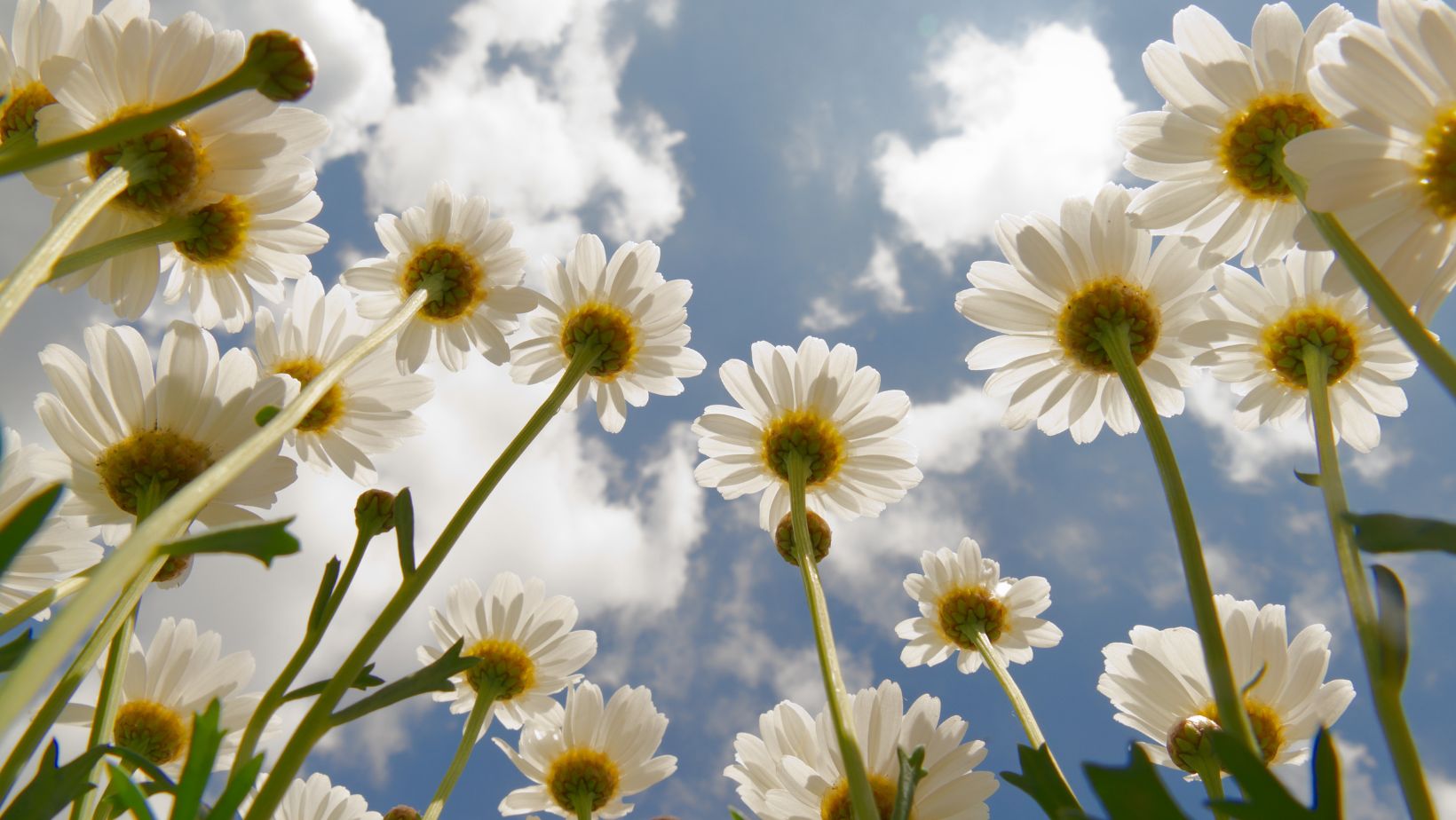 5120x1440p 329 daisies images