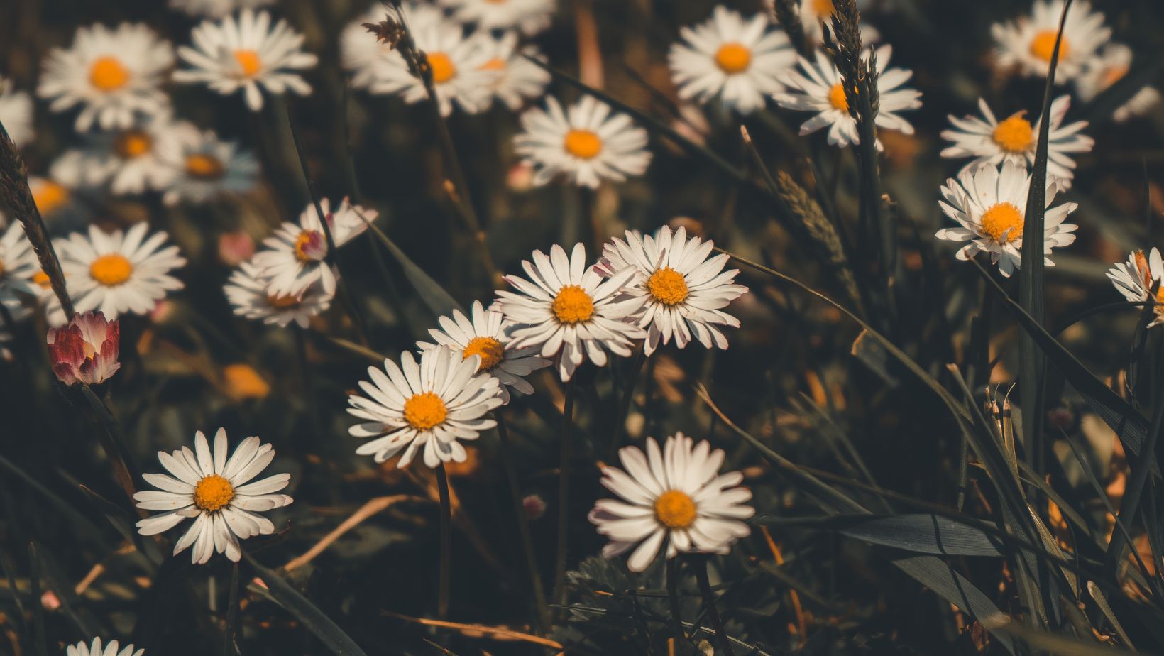 5120x1440p 329 daisies images