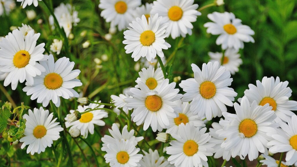 Capturing Stunning 5120x1440p 329 Daisies Images: Tips & Techniques