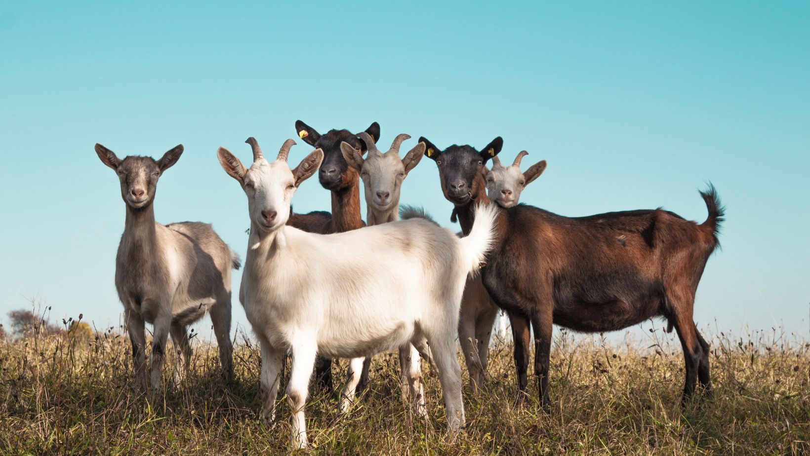 Batas Nisab Zakat Kambing Minimal