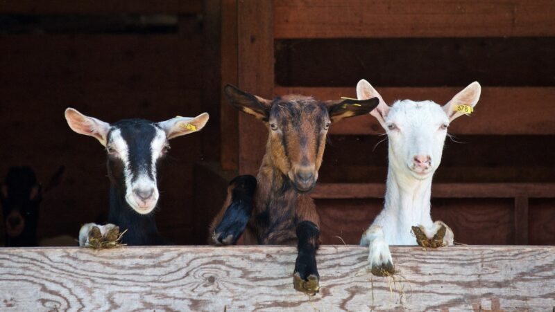 Batas Nisab Zakat Kambing Minimal