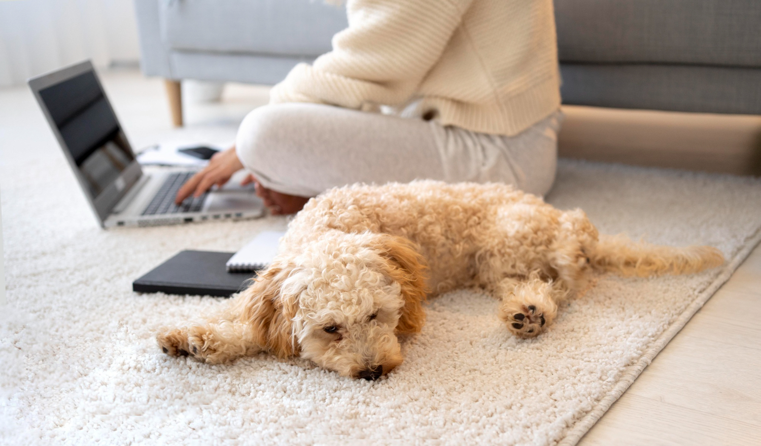 Pet-Friendly Style: Affordable Washable Rugs for Modern, Pet-Friendly Homes