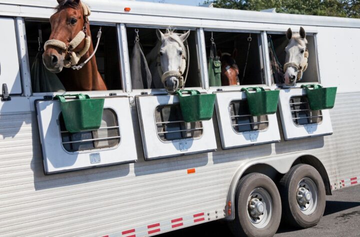 Loading Your Horse onto a Trailer? 7 Expert Tips to Make it a Breeze