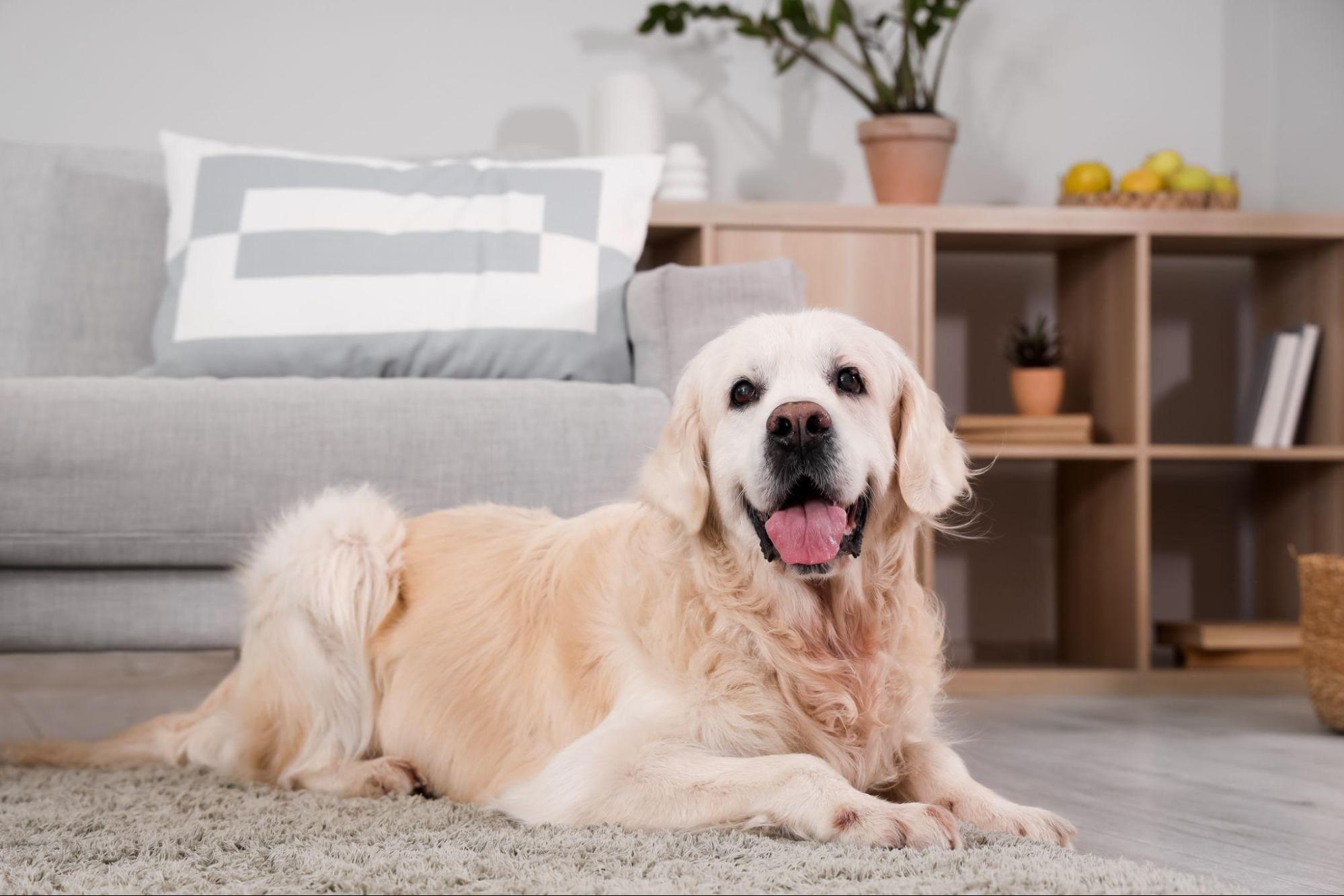 When Can a Landlord Legally Reject an ESA?