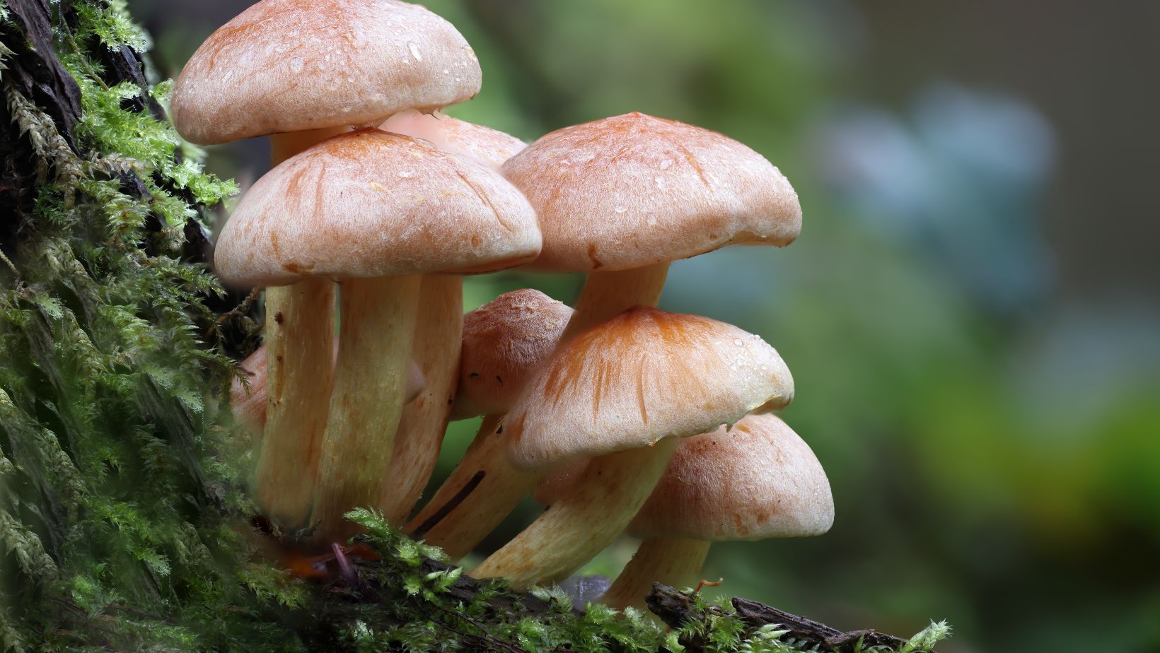 Transform Your Day with the Power of Mushroom Gummies
