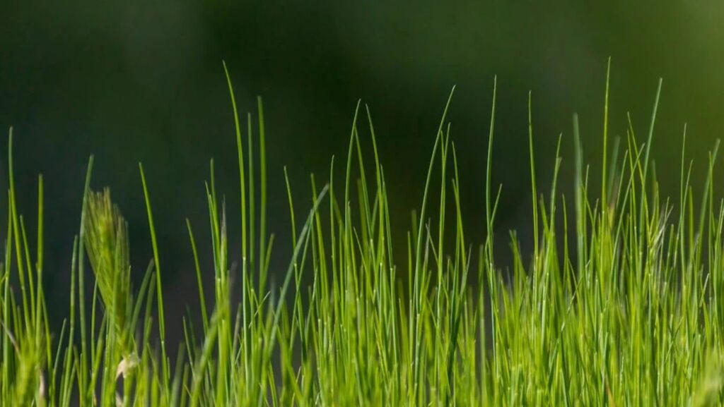 Sustainable Landscaping Ideas for Mobile Home Parks