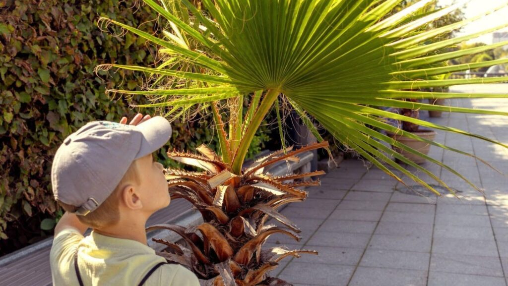 Are Palm Trees Native to California?