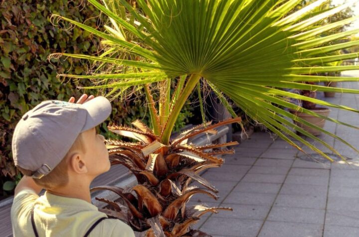 Are Palm Trees Native to California?