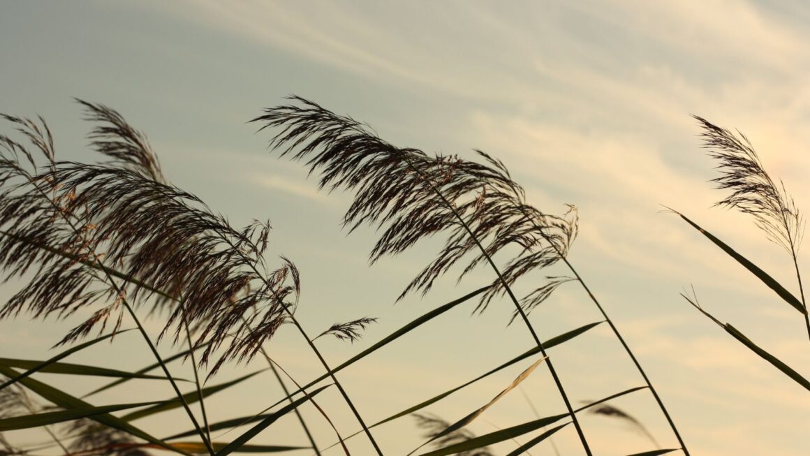 How Should You Check a Home’s Exterior After Strong Winds or Flying Debris? How Should You Check a Home’s Exterior After Strong Winds or Flying Debris?