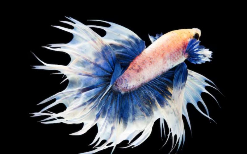Alien Betta Fish: A Simple Guide to Their Looks, Behaviour, and Care